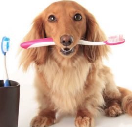 Importancia de la profilaxis dental?