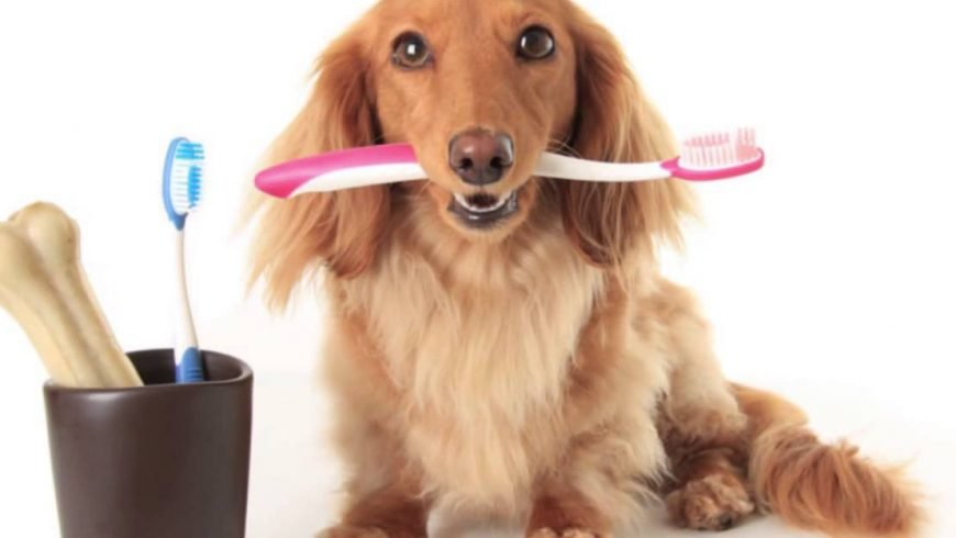 Importancia de la profilaxis dental?