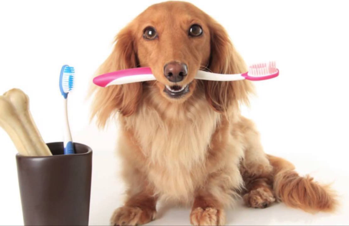 Importancia de la profilaxis dental?