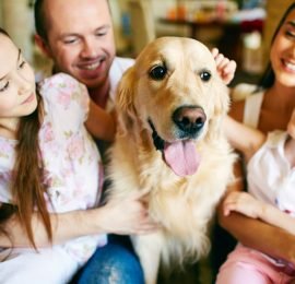 Como introducir una mascota a otra en la familia?