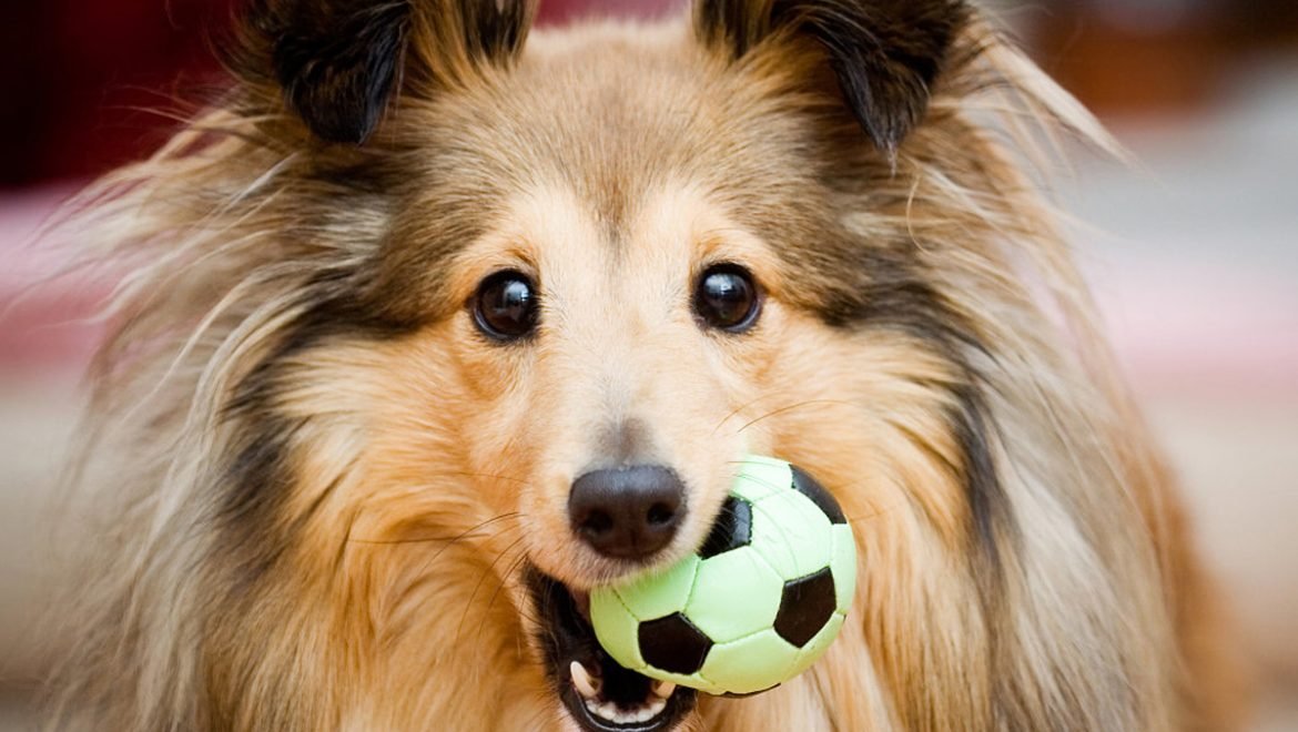 Por que los cachorros muerden todo?