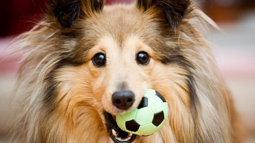 Por que los cachorros muerden todo?