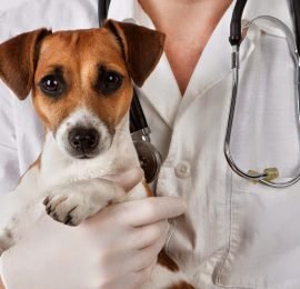 Que es Parvovirus canino?