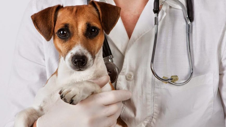 Que es Parvovirus canino?
