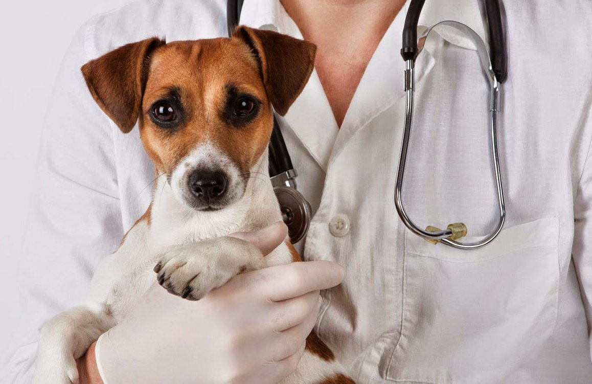 Que es Parvovirus canino?