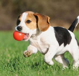 A que edad comienzan a entrenarse las mascotas