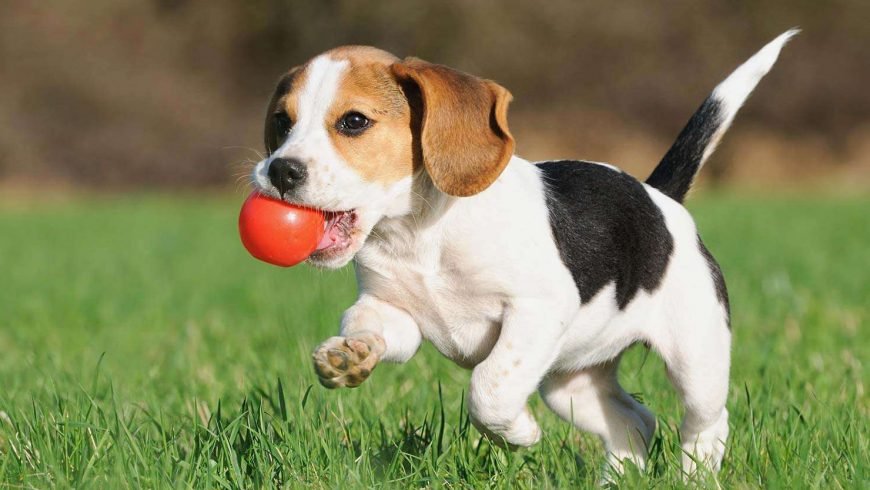 A que edad comienzan a entrenarse las mascotas